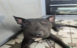 English Bull Terrier dogs for sale: English bull terrier WORKING LINES - Image 7