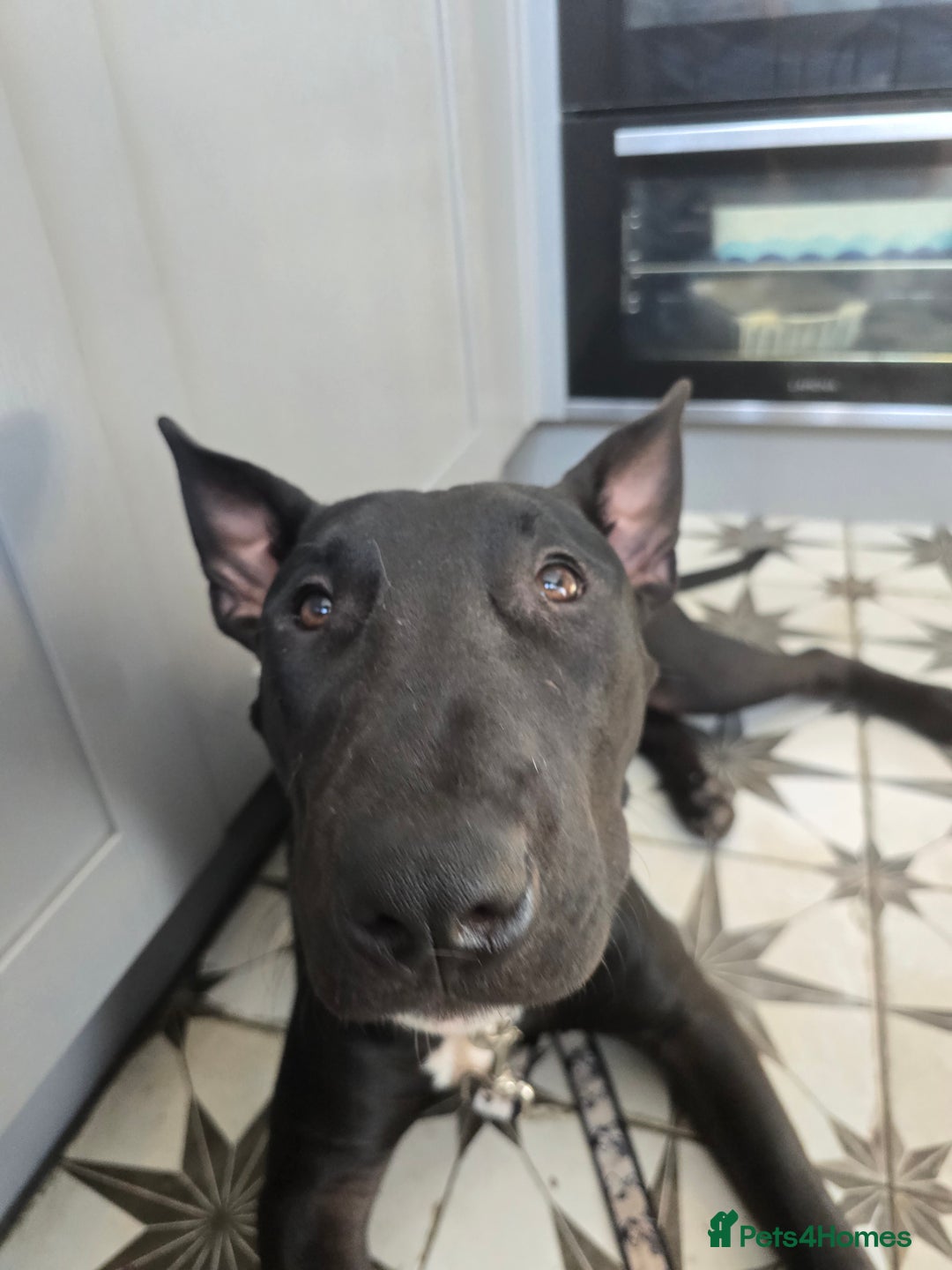 English Bull Terrier dogs for sale: English bull terrier WORKING LINES - Image 7