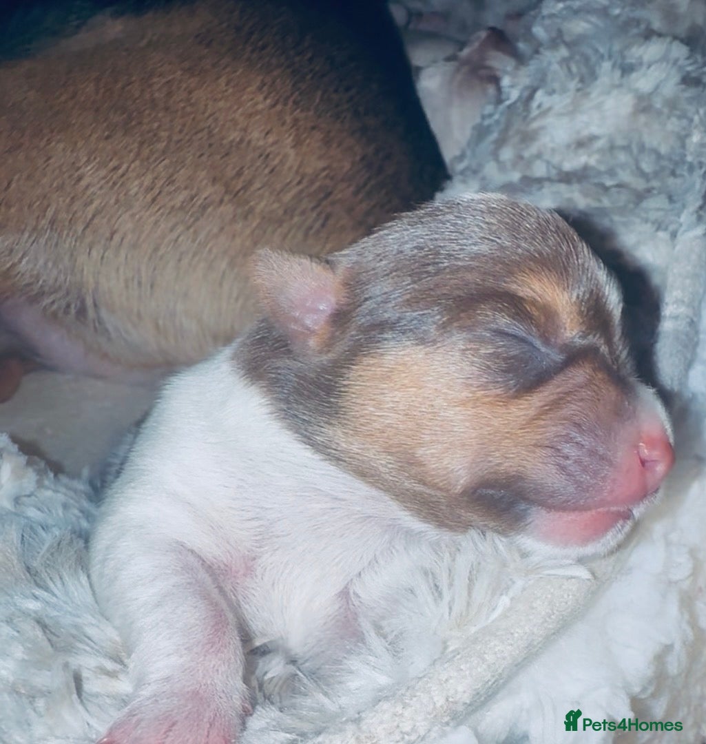 Jack Chi dogs Beautiful puppy’s  - Advert 2
