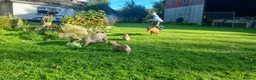 Mixed Breed dogs for sale: Gorgeous little pug mix puppies in Dungannon - Advert 18