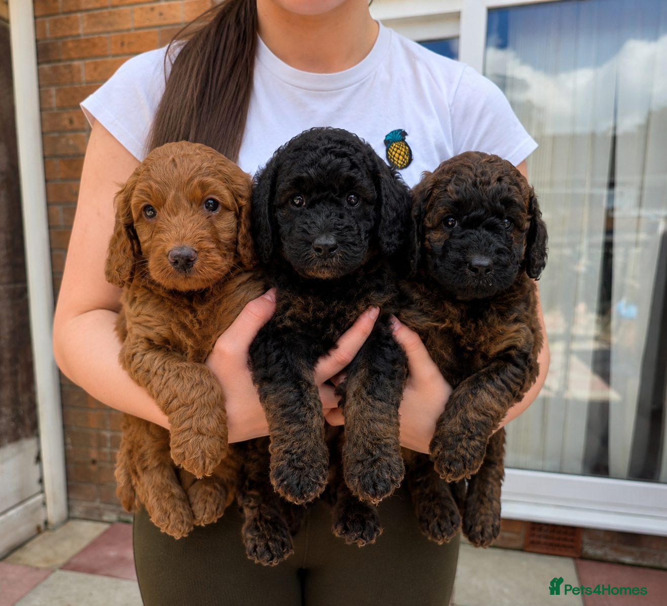 Cockapoo dogs Stunning F1b cockapoo Puppies - Advert 1