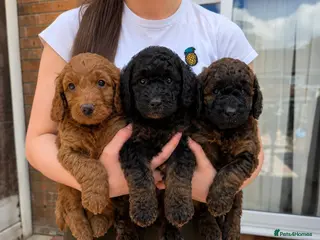 Cockapoo dogs Stunning F1b cockapoo Puppies - Advert 1