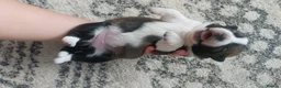 Mixed Breed dogs for sale: 4 Adorable Puppies for Sale – 3 Girls & 1 Boy - Advert 5