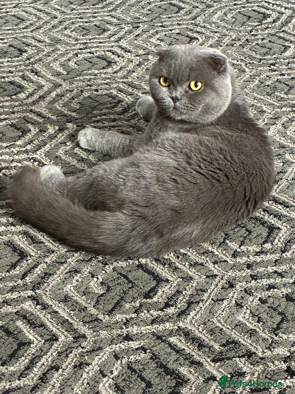 Scottish Fold cats for sale: 2 years old - Advert 3