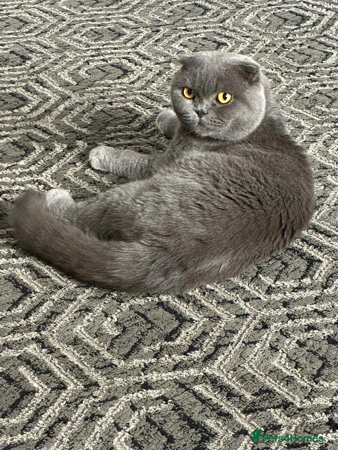 Scottish Fold cats for sale: 2 years old in Bradford - Advert 1