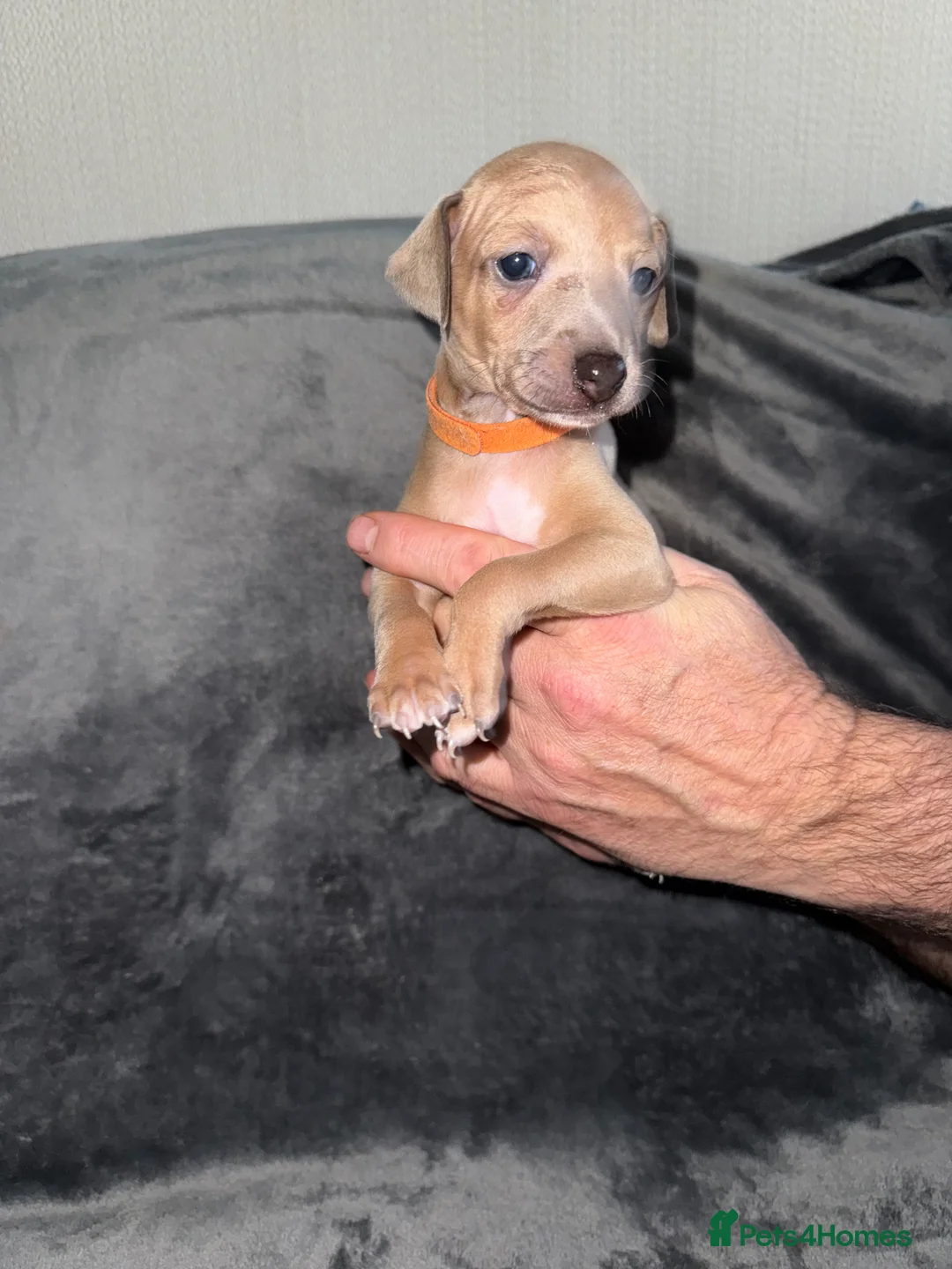 Italian Greyhound dogs for sale: 2 LEFT KC Italian greyhound puppies  - Advert 37