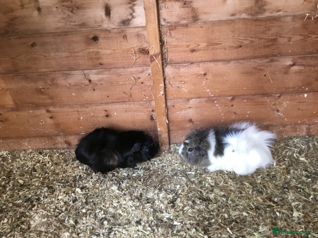 Guinea Pig rodents for sale: 6 adult sows 1 adult male  - Image 6