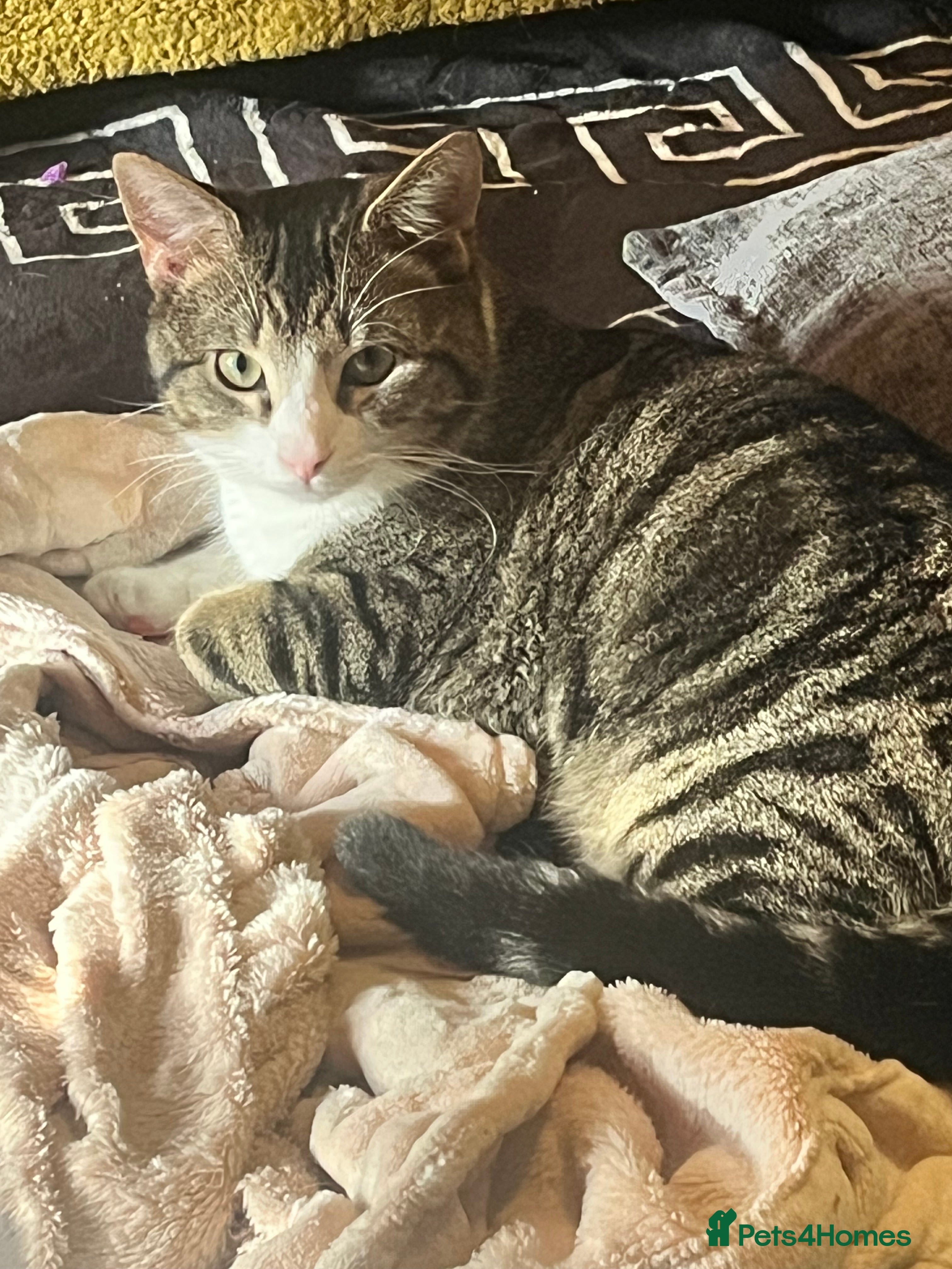 Mixed Breed cats tigger is looking for a new loving home - Advert 1