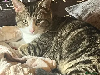 Mixed Breed cats tigger is looking for a new loving home - Advert 1