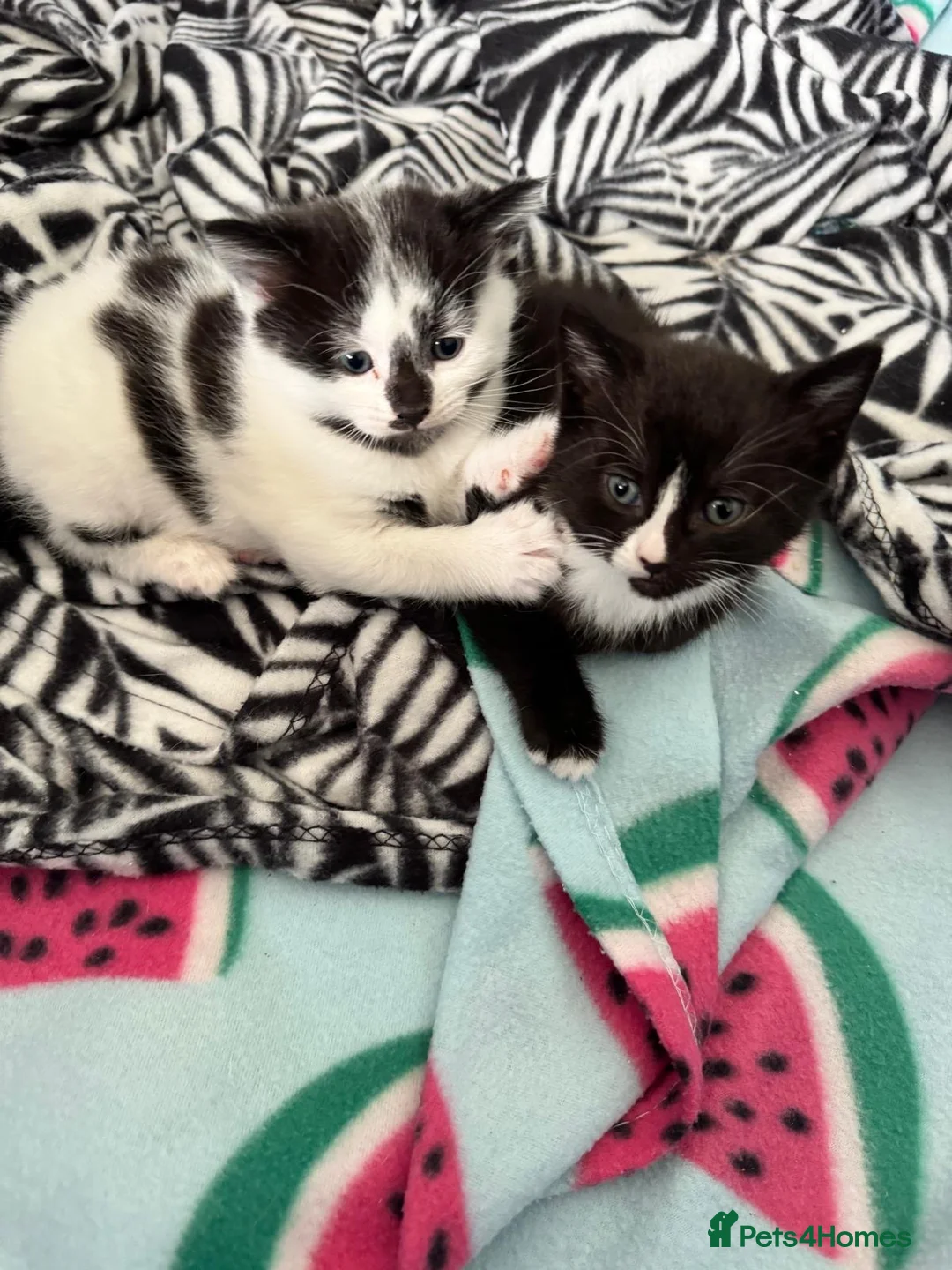 Siamese cats for sale: Beautiful black Siamese kitten  - Advert 6