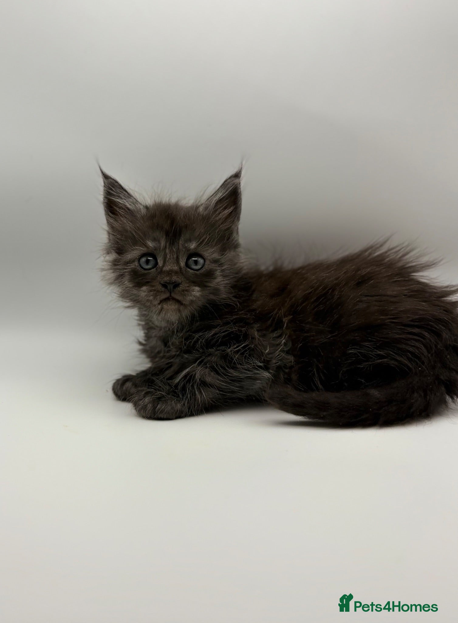 Maine Coon cats Maine coon kittens for sale  - Advert 8