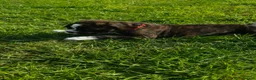 Boxer dogs for sale: Pedigree Boxer pups in Armagh - Advert 6
