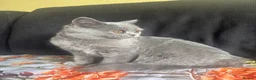 Scottish Fold cats for sale: Sccotish fold for sale - Advert 9