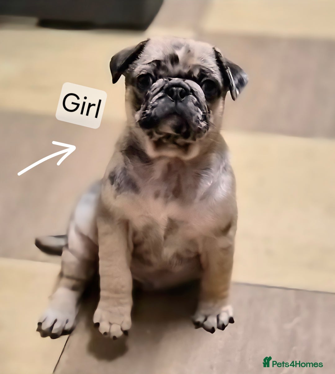 Pug dogs for sale: PUG PUPPIES! READY NOW - Advert 2