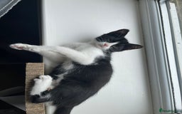 Mixed Breed cats for sale: Could you adopt Pea and Pod?  - Image 7