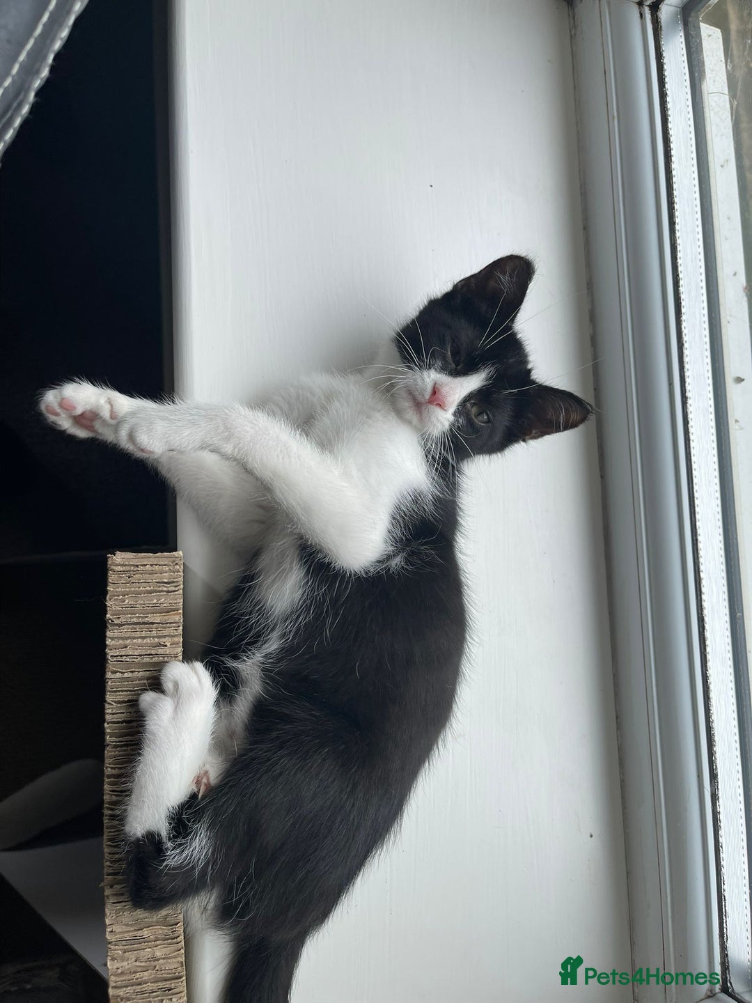 Mixed Breed cats for sale: Could you adopt Pea and Pod?  - Image 7