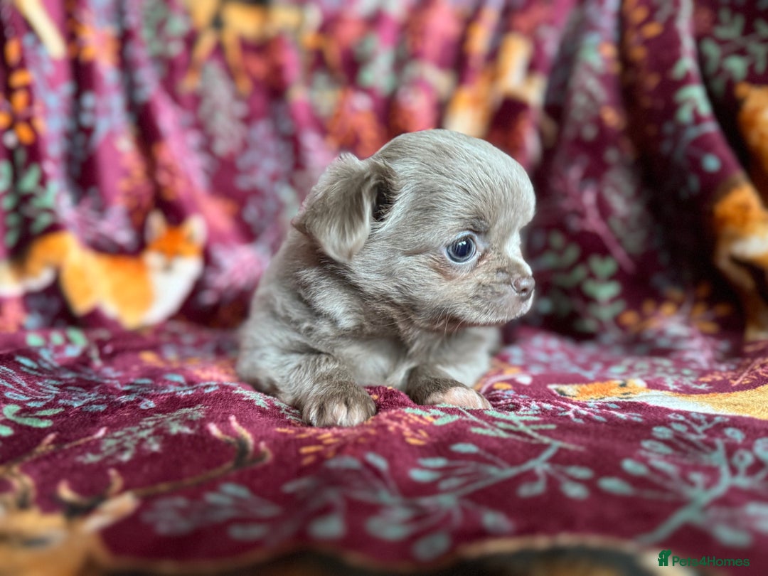 Chihuahua dogs for sale: Beautiful long haired Lilac Chihuahua puppies - Advert 8