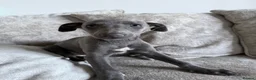 Whippet dogs for sale: I BEAUTIFUL GIRL LEFT READY NOW - Advert 5