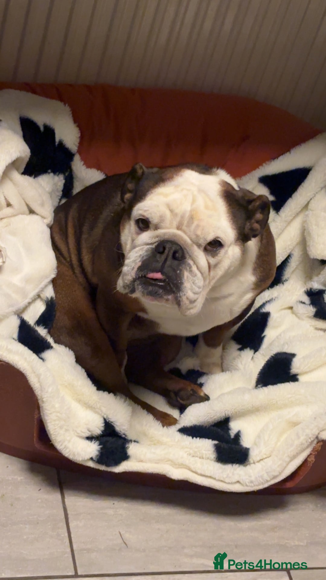 English Bulldog dogs for sale: English bulldog bitch  - Advert 1