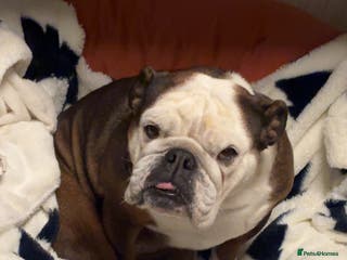 English Bulldog dogs English bulldog bitch - Advert 10