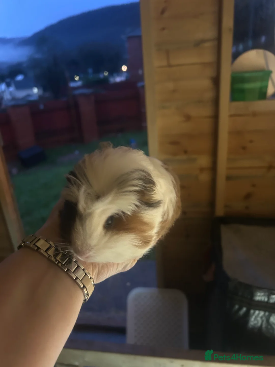 Guinea Pig rodents for sale: Longhair guineapigs  - Advert 9