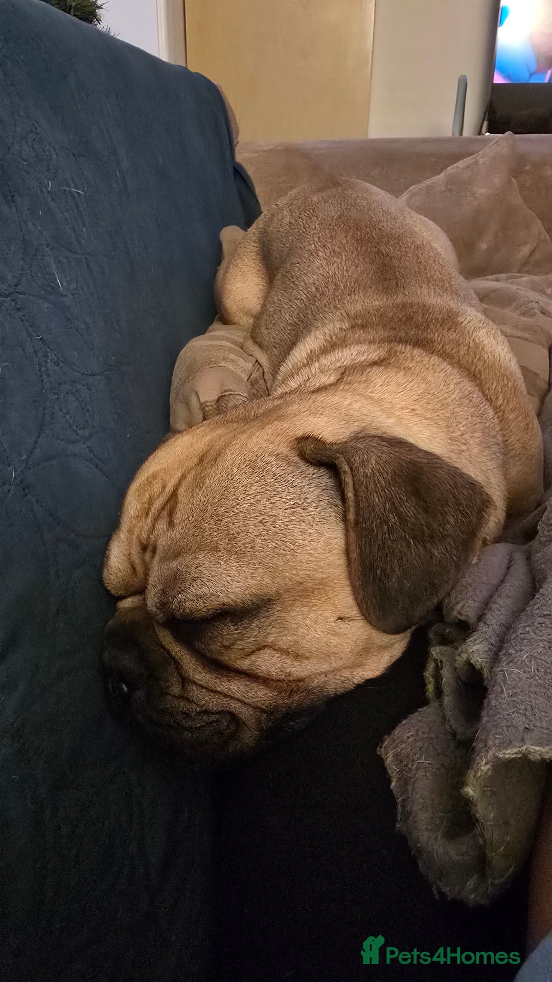 Frug dogs for sale: Beautiful and sweet Frug boy - Advert 2