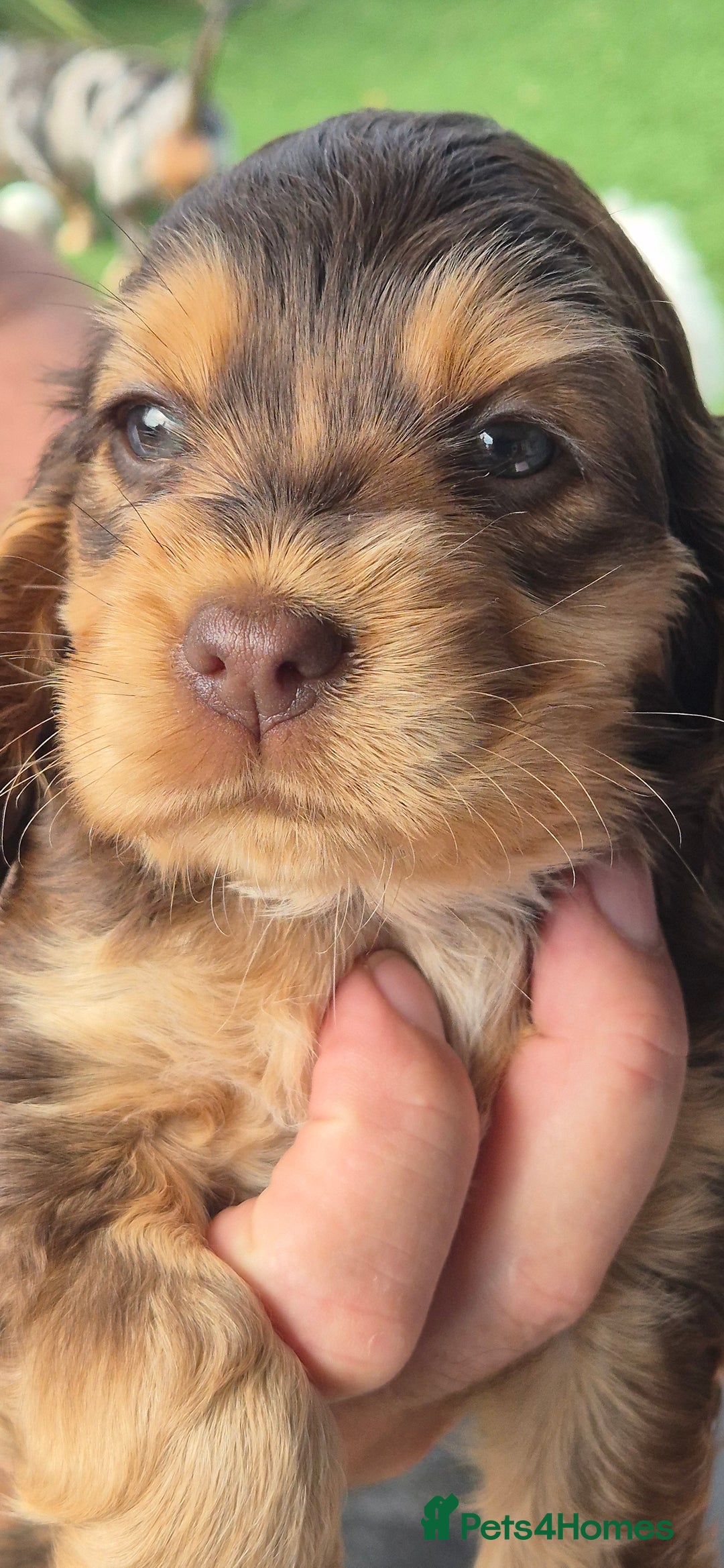 Cocker Spaniel dogs for sale: KC registered show cockers dna tested parents - Image 6