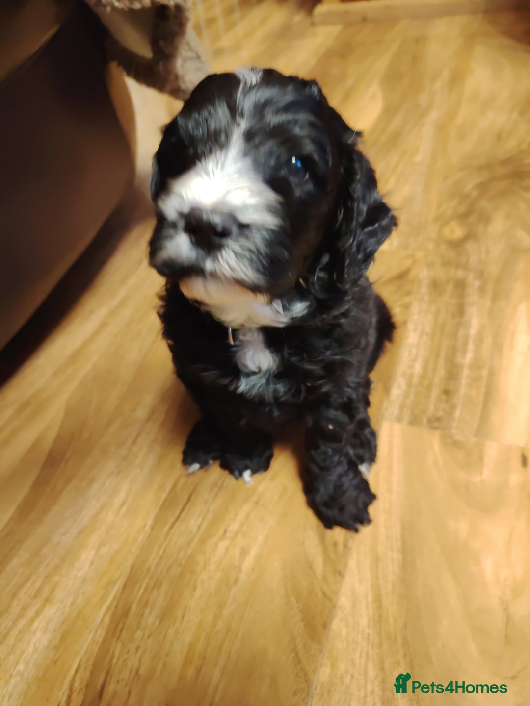 Cockapoo dogs for sale: F3 cockapoo  - Image 35