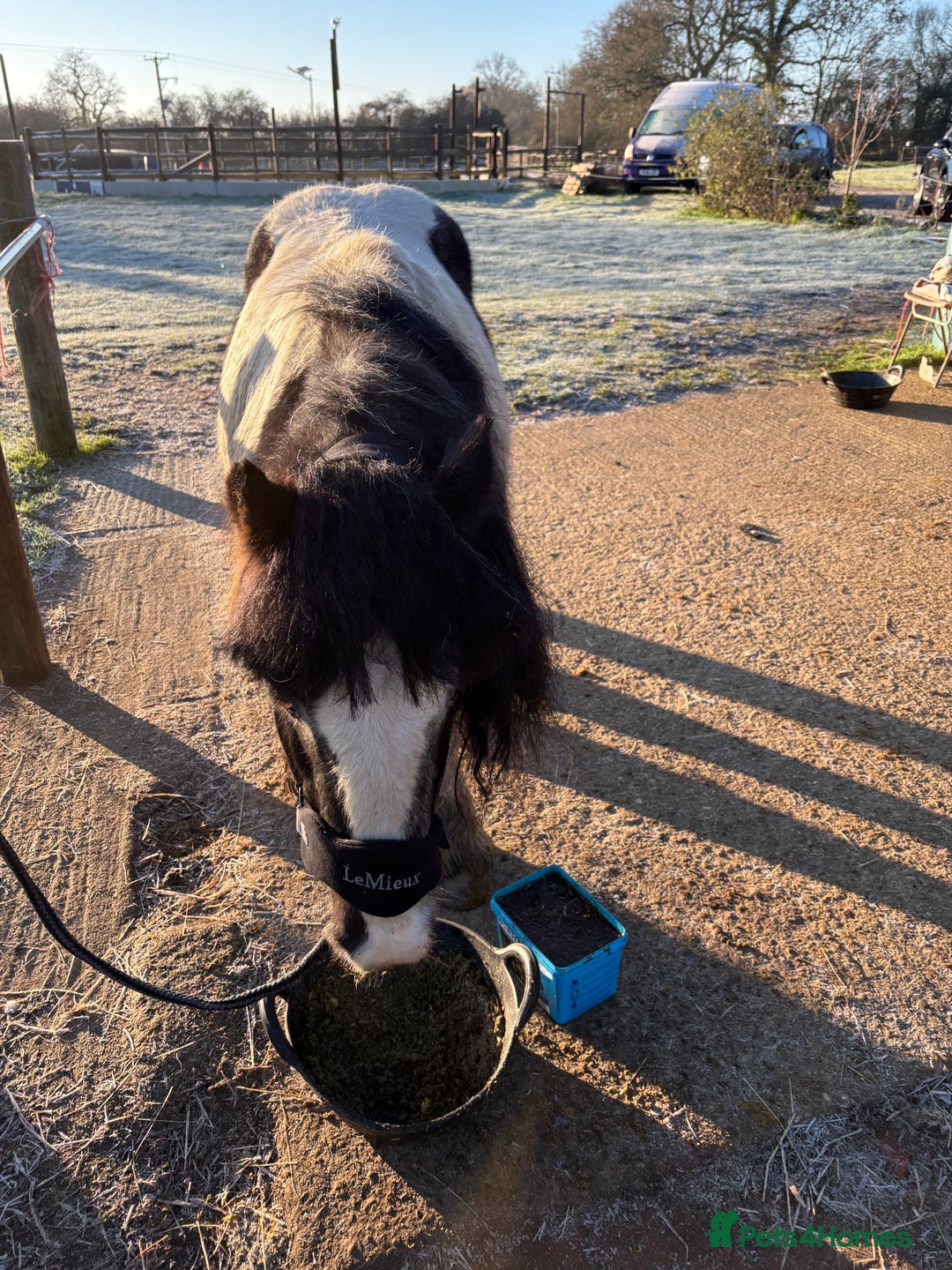 Irish Cob horses for sale: Duchess  - Advert 7