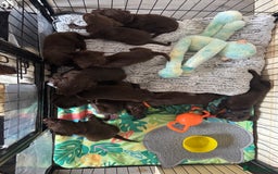 Springador dogs for sale: Chocolate Springador Puppies – Ready Soon! 🐾 - Image 1