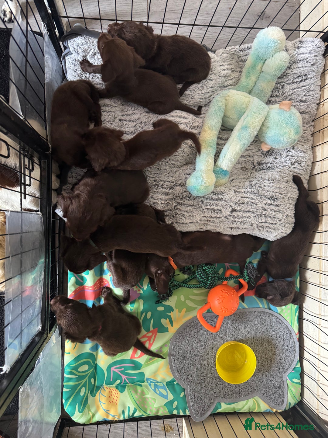 Springador dogs for sale: Chocolate Springador Puppies – Ready Soon! 🐾 - Image 1