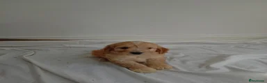 Cockapoo Puppy 4