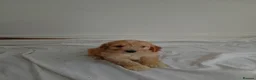 Cockapoo dogs for sale: cockerpoos🐶 in Trimdon Station - Advert 10