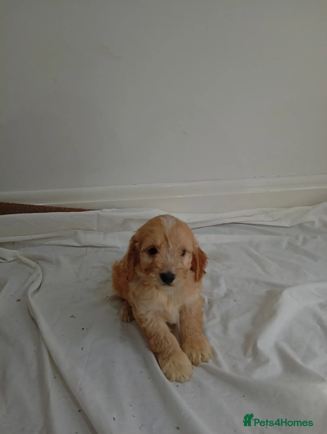 Cockapoo dogs for sale: cockerpoos🐶 in Trimdon Station - Advert 10