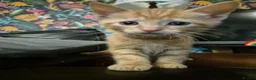 Mixed Breed cats for sale: Mum & Son in Hayling Island - Advert 4
