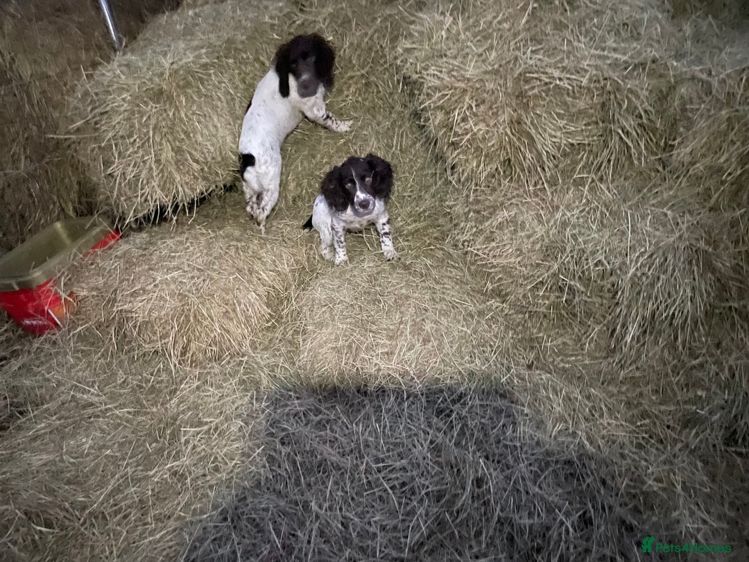 Sprocker dogs for sale: Beautiful Sprocker puppies - Advert 5