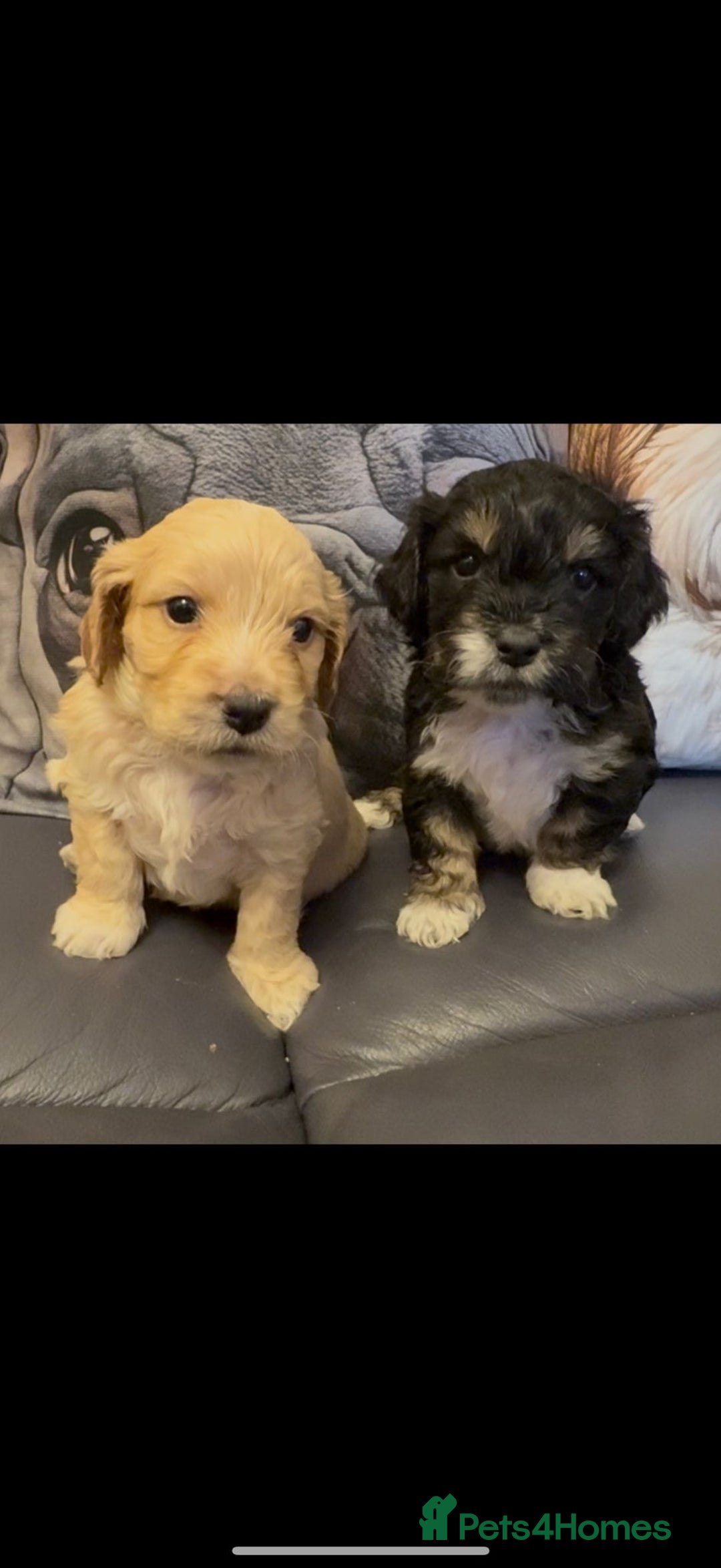 Shihpoo dogs for sale: Gorgeous shihtzu x miniature poodle puppies - Image 5