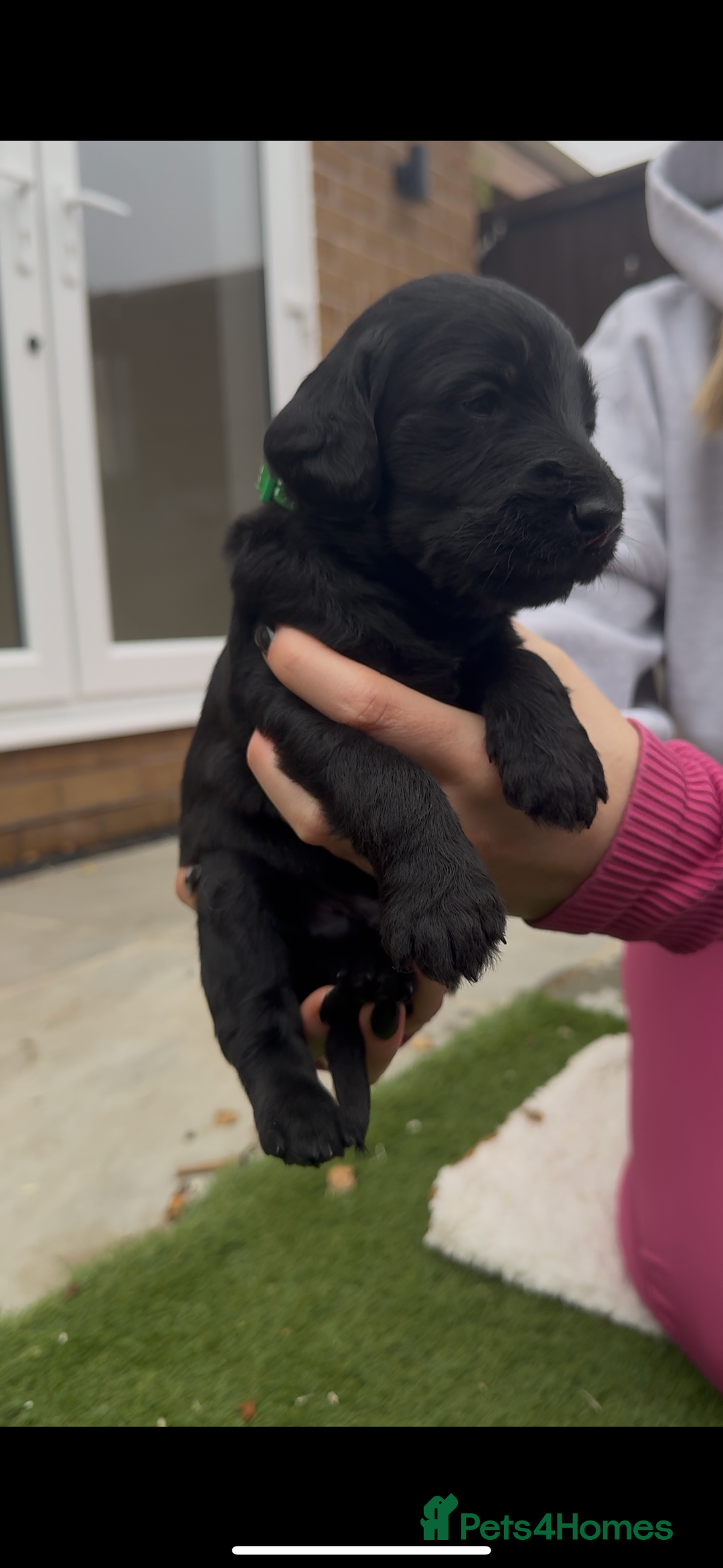 Labradoodle dogs for sale: Labradoodles  - Image 16