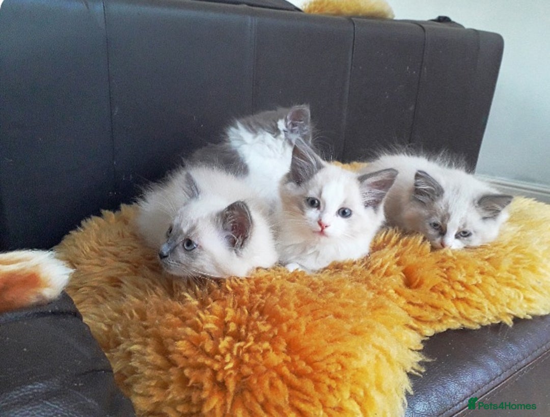 Ragdoll cats for sale: Maincoon ×Ragdoll (Ragcoon) kittens  - Image 25