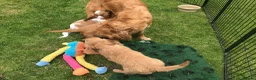 Mixed Breed dogs for sale: Comfort Retriever 5* breeder  in Whitchurch - Advert 8