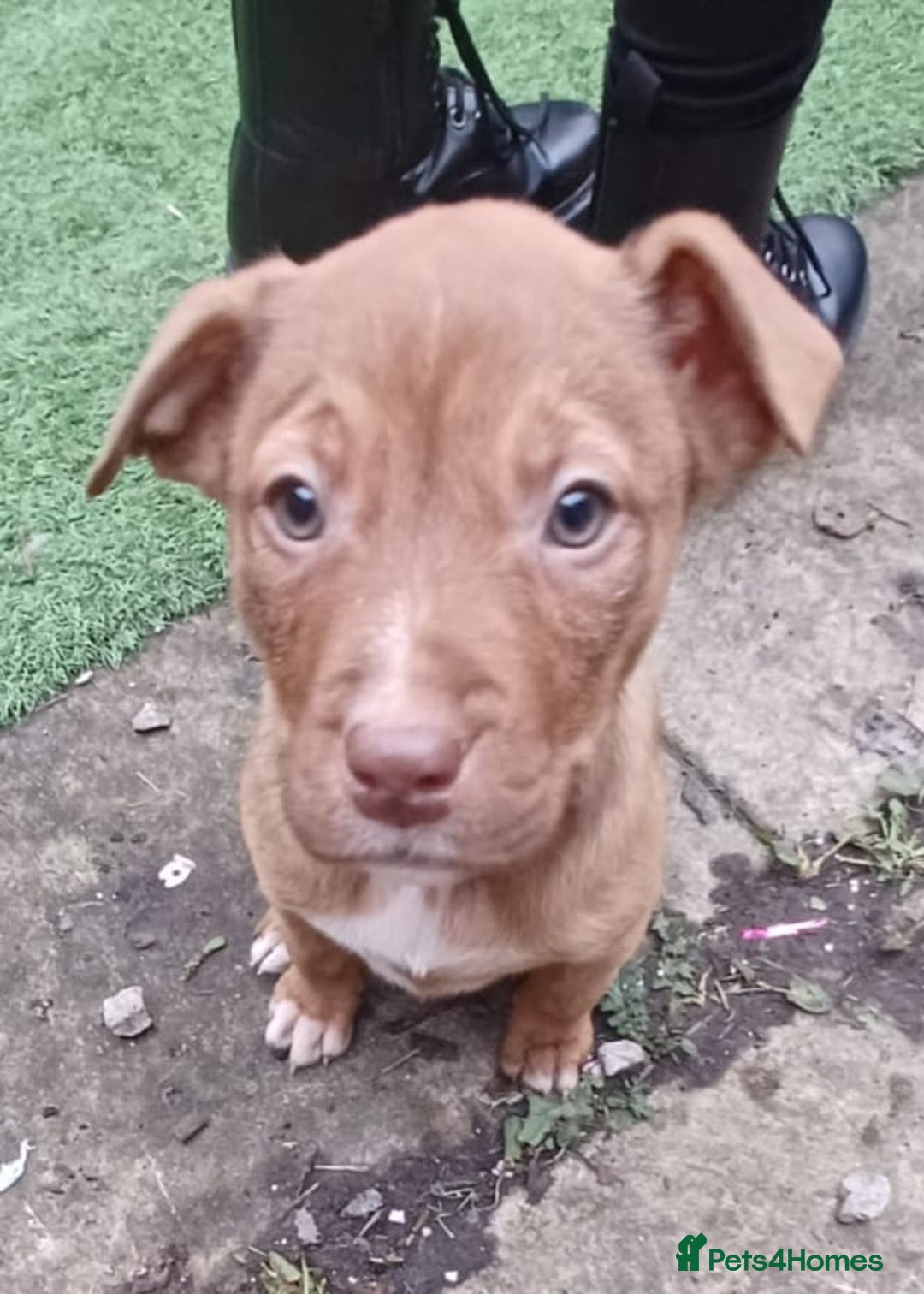 Mixed Breed dogs for sale: Mixed breed puppies for sale - Advert 3