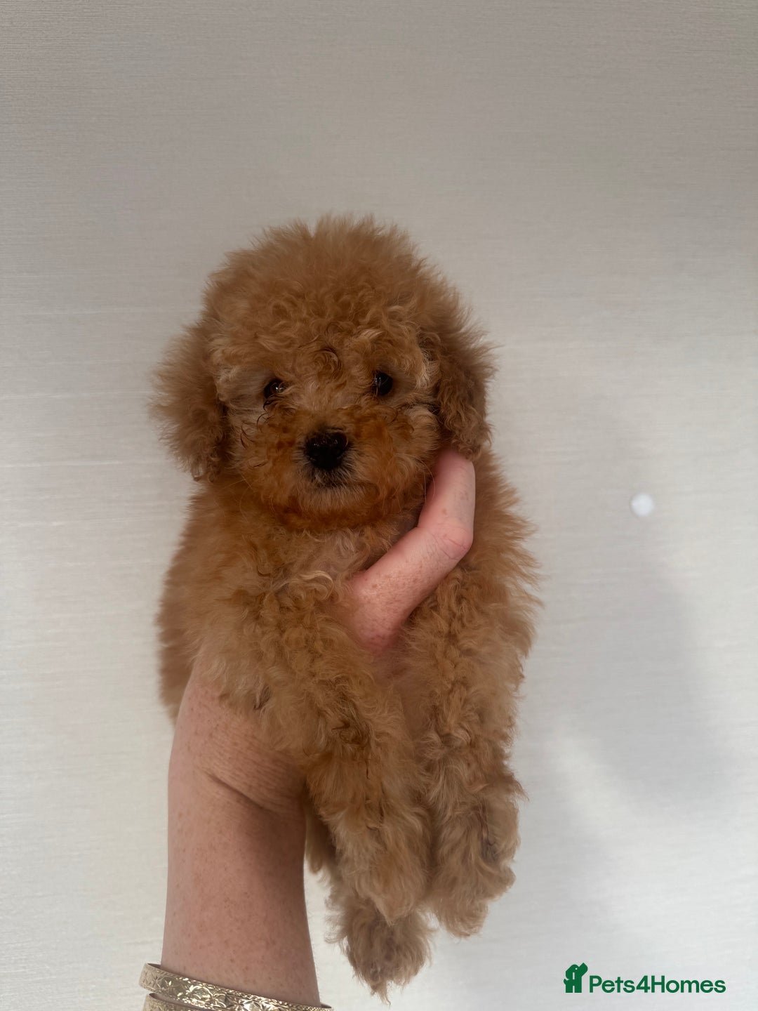 Toy Poodle dogs for sale: Rare parti/phantom Kc Reg Toy Poodle Puppies - Image 7