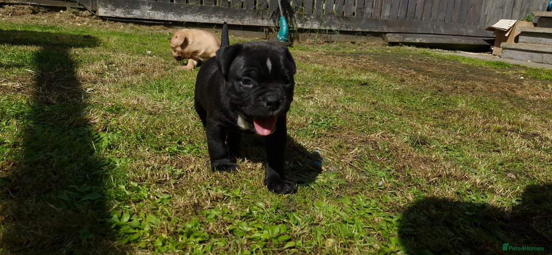 American Bully dogs for sale: 3 female pocket bully's available  - Image 4