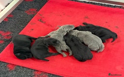 Staffordshire Bull Terrier dogs for sale: KC Registered Mr T & Luminastaffs Puppies - Image 17