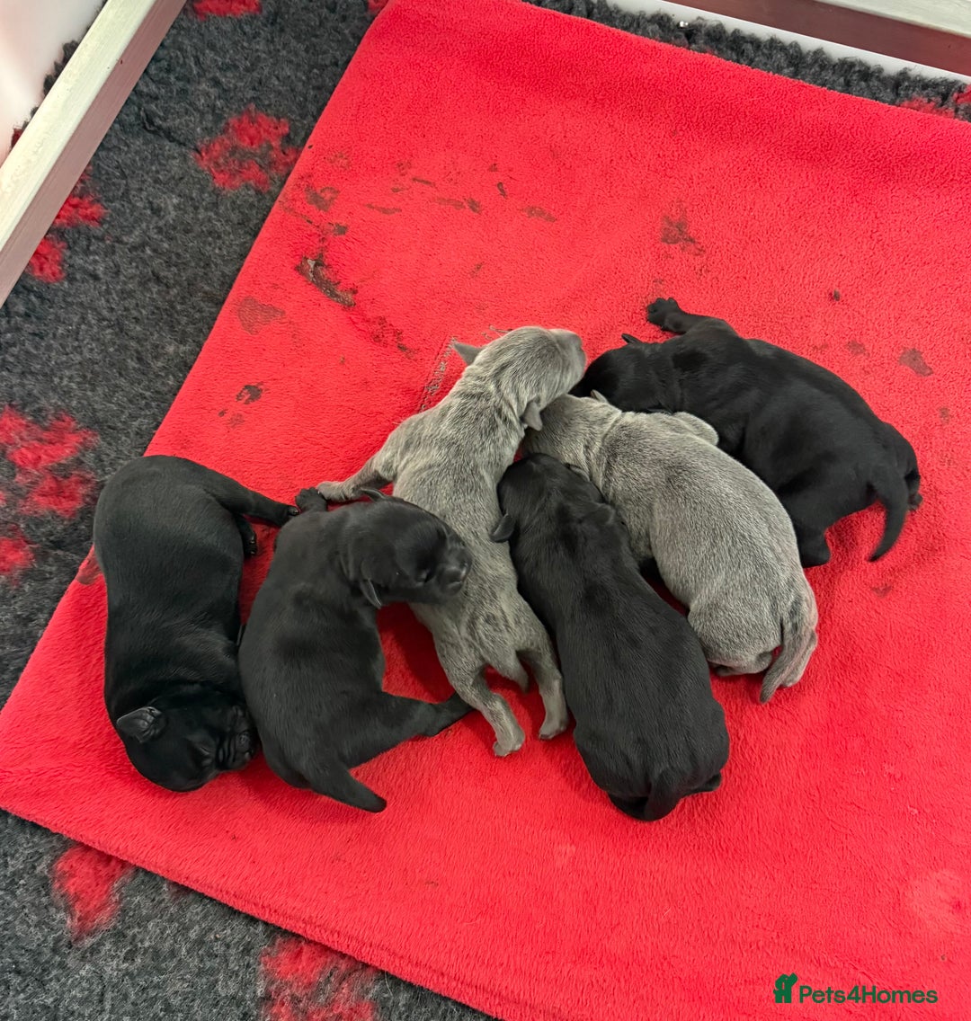 Staffordshire Bull Terrier dogs for sale: KC Registered Mr T & Luminastaffs Puppies - Image 17