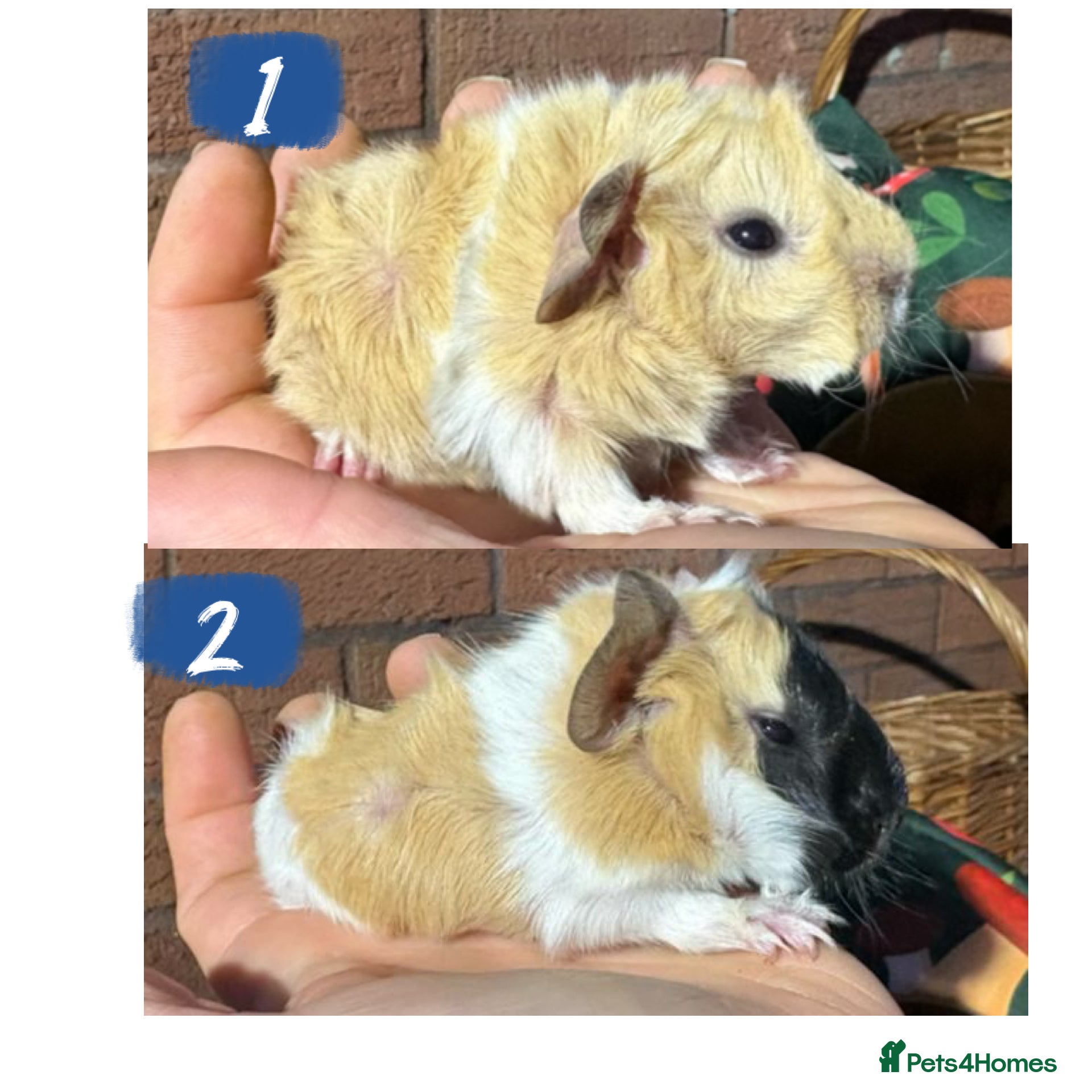 Guinea Pig rodents Baby male and female guinea pigs  - Advert 1