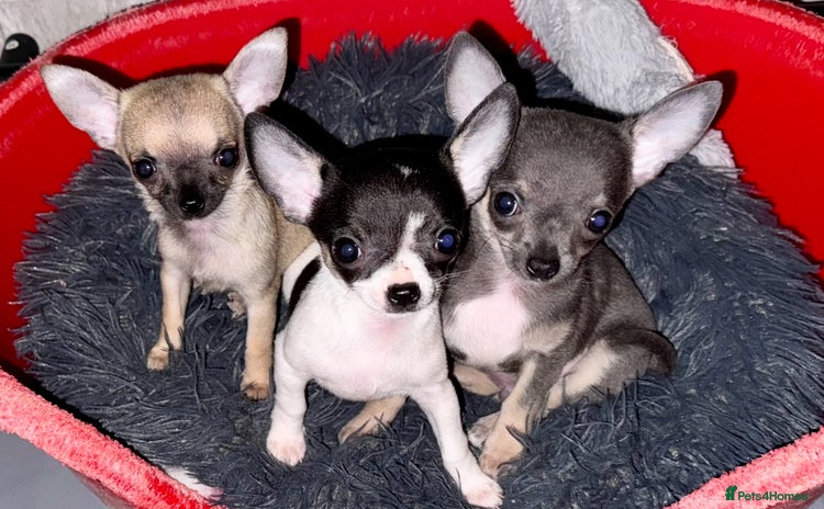 Chihuahua dogs - Advert 4