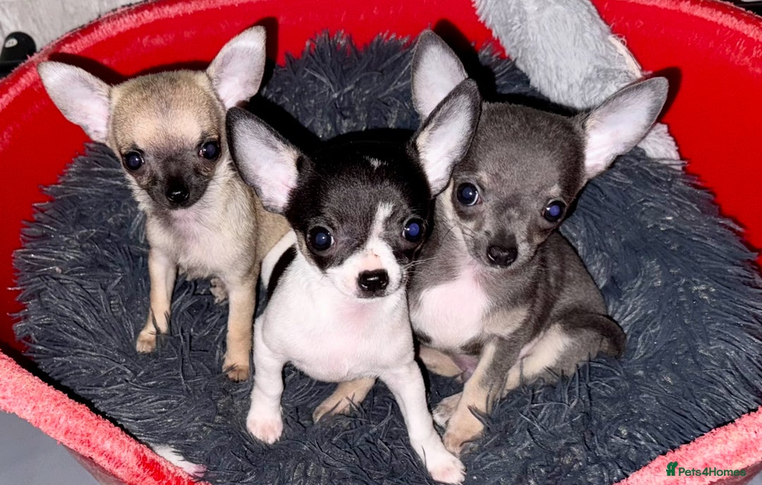 Dogs Older Chihuahuas For Sale Deer Head Chihuahua Chihuahua - Main Image