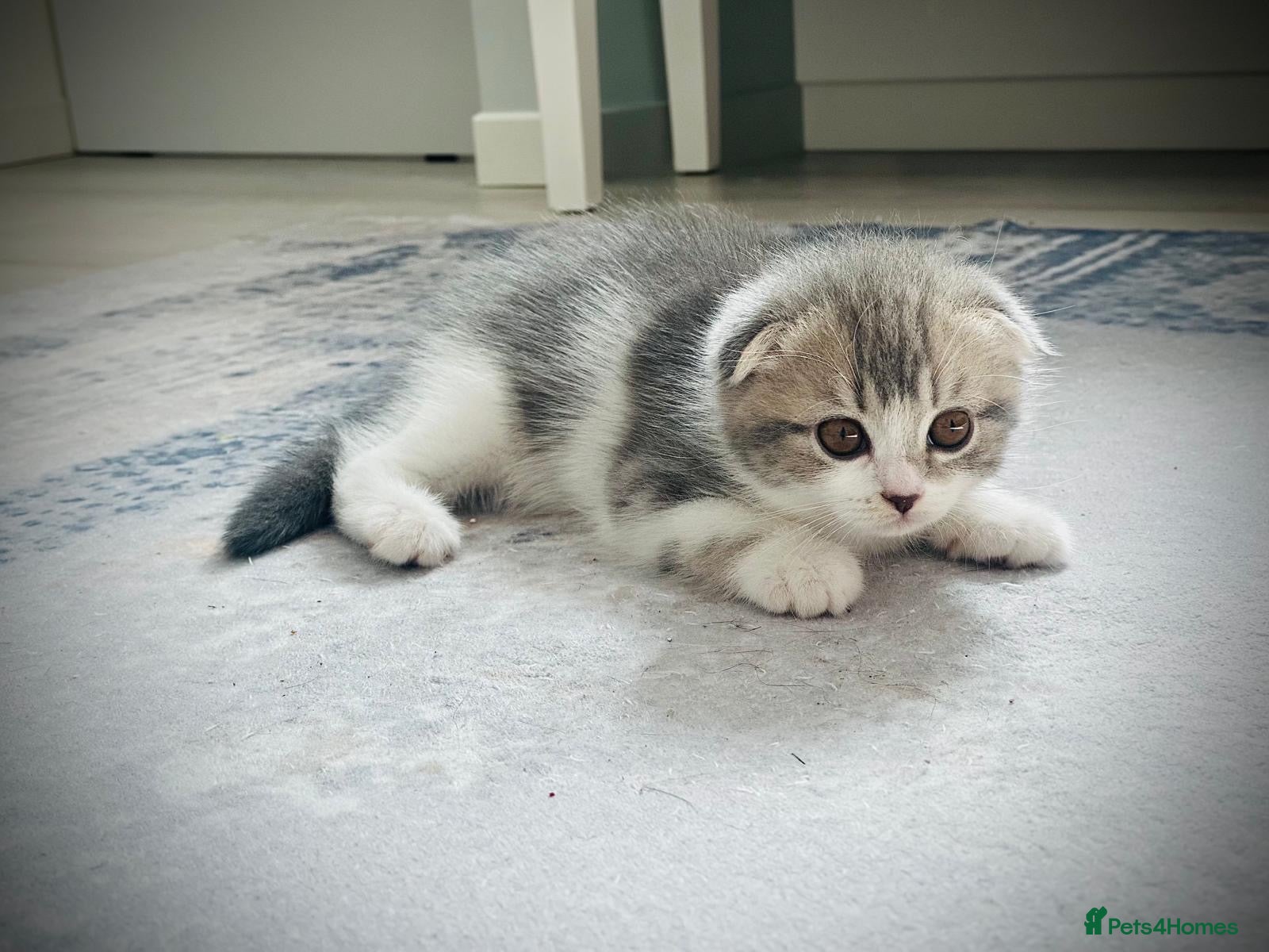 Scottish Fold cats Adorable Scottish Fold  Baby Girl - Advert 7