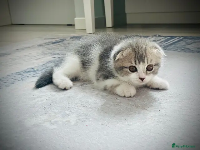 Scottish Fold cats Adorable Scottish Fold Baby Girl - Advert 7